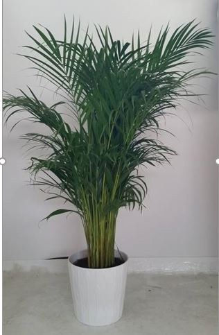 Kenzie plants rental in Milan Italy